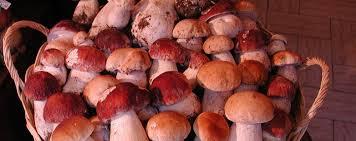 foto funghi